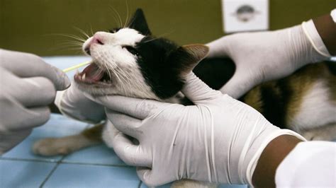 stray cat tests positive for rabies in osceola county