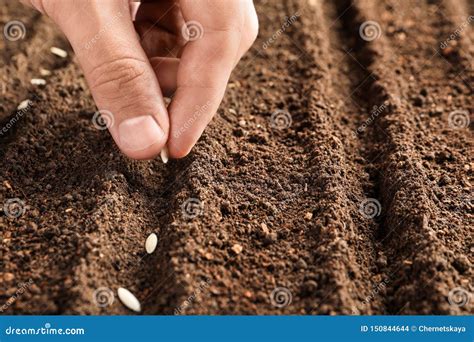 Farmer Planting Seeds Into Fertile Soil Closeup Gardening Time Stock