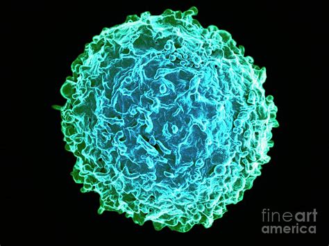 B Lymphocyte White Blood Cell Photograph By National Institute Of