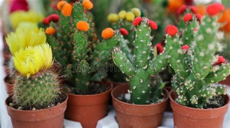 Colorful Collection Of Small Decorative Cactuses Flowering Plants In