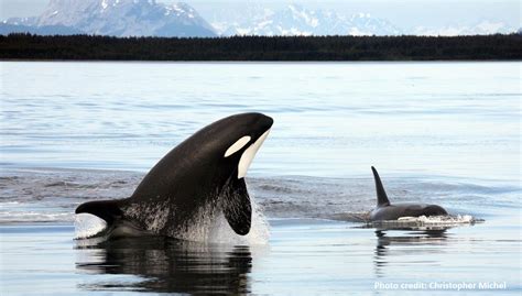 Orcas Cpaws British Columbia