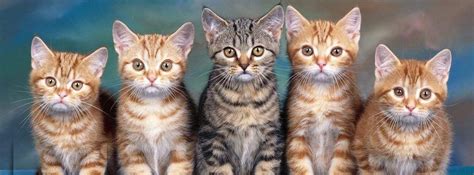 100 Cute Cat And Kitten Cover Photo For Facebook Timeline Kittens