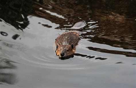 Englands First Wild Beavers For 400 Years Can Stay