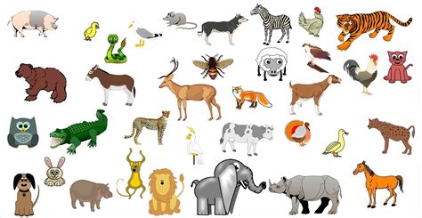 Animals In Spanish ¿quién Es Quién Spanish In A Clic
