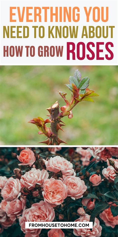 How To Grow Roses Must Know Tips And Tricks For Stunning Blooms