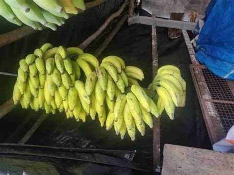A Grade Organic Yelaki Banana Packaging Size 10 Kg At Rs 30kg In Hassan