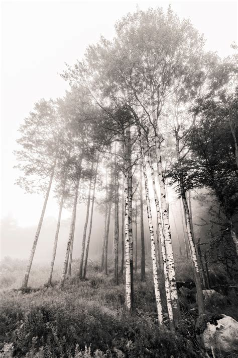 Birch Trees V4 Sepia Photography Art Kurt Gardner Photography Gallery