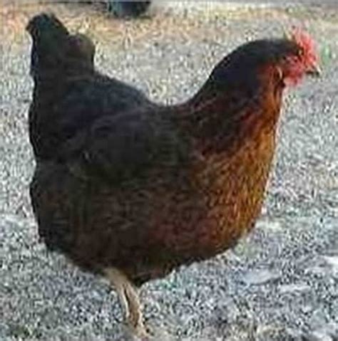 Black Star Dorothy Dandridge Chickens For Sale Beautiful Chickens