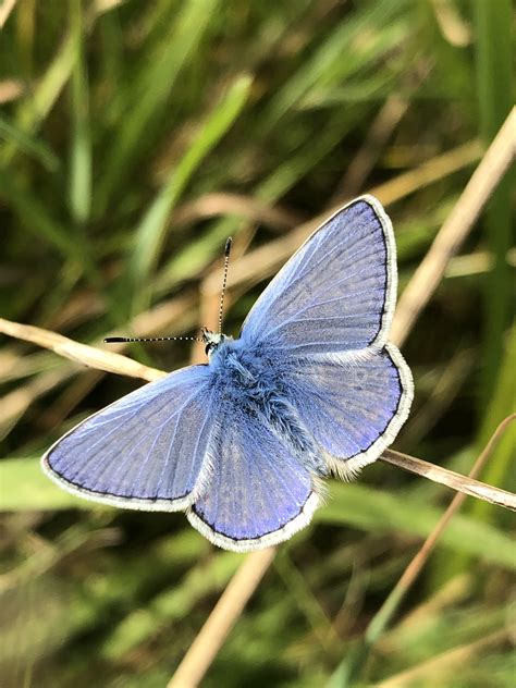 Common Blue Max Gate Dorchester Dorset Butterflies