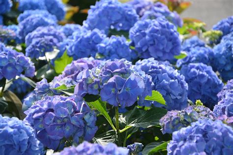 Edit Free Photo Of Flowers Hydrangeas Blueflowersgardenmassifhedge