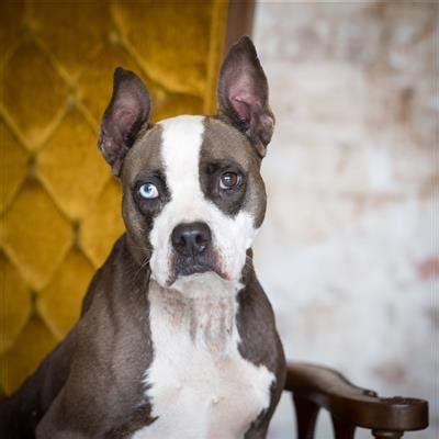 We speciaiize in puppies 12 weeks and younger especiaiiy the orphaned and abandoned infant puppies who need to be bottie fed; TO BE KILLED TODAY 8/20/17** MRS. DENNIT** **RESCUE OR ...