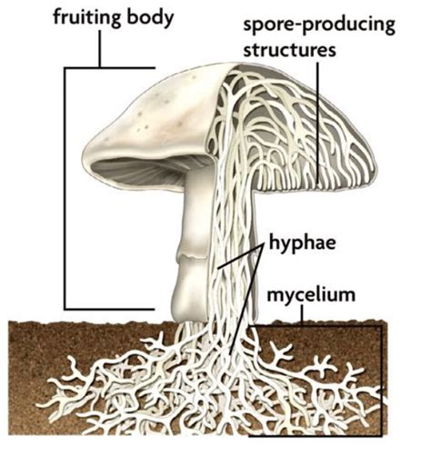 The Structure Of Fungi