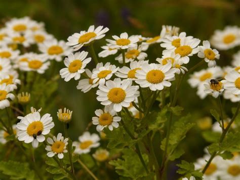 17 Stunning Medicinal Flowers To Grow In Your Garden Garden And Happy