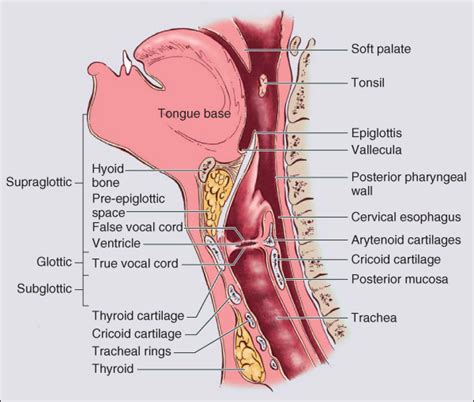 Side view of head showing mouth and throat anatomy. Head and Neck Anatomy