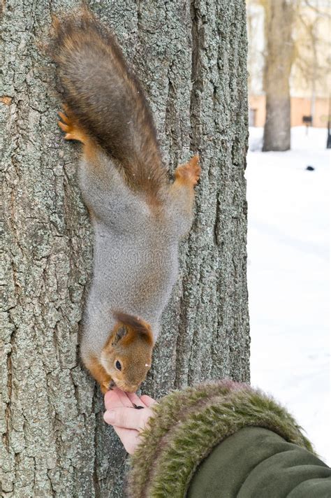 Squirrel Eats Stock Photo Image Of Wild Fluffy Hunger 23753620