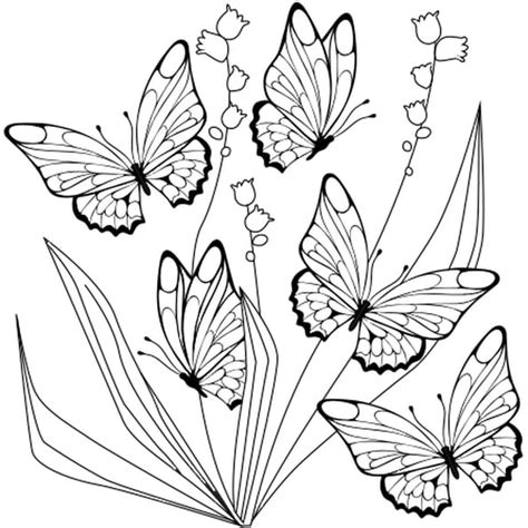 Coloriage Magique Papillon A Imprimer Gratuit Voyager En Solo