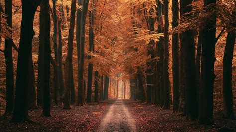 Wallpaper Forest Alley Trees Road Autumn Leaves