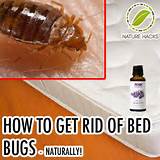 How To Get Rid Of Bed Bugs Yourself With Pictures