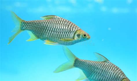Java Barb Fish Barbonymus Gonionotus Swimming In Aquarium Stock Photo