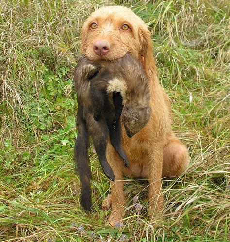 Free Images Animal Canine Brown Hunting Dog Vertebrate Hungary