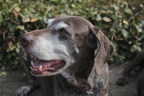 Premature greying of hair can be caused because of poor diet and excessive stress. What Are the Causes of Premature Gray Hair in Dogs ...