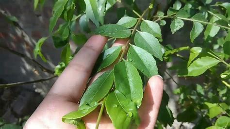 Here's everything you need to know and more! How to grow curry plant from cutting || care of curry ...