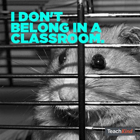 Whats The Problem With Classroom ‘pets Classroom Pets Classroom