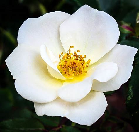 The popular stargazer lilies and memory roses. the scent and beauty of this bouquet will delight the senses of any lucky recipient. White Out Rose For Sale | The Tree Center™