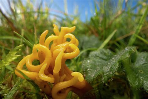 Meadow Coral Fungus Peak District Derbyshire Uk Photograph By Alex