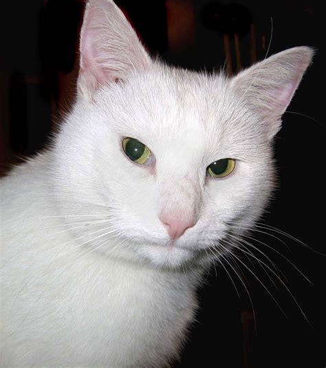 White Cat Free Stock Photo - Public Domain Pictures