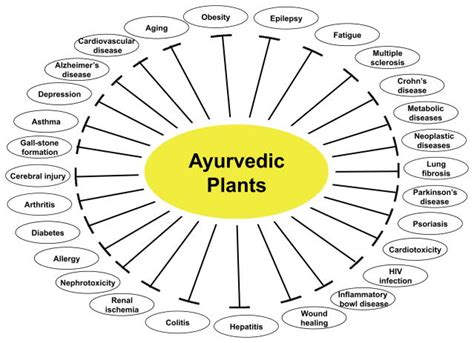 Ayurvedic Treatment Ayurvedic Medicinal Plants Cure The Diseases