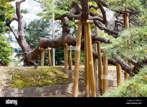300 Year Old Pine Tree In Tokyo Hamarikyu Gardens Stock Photo Alamy