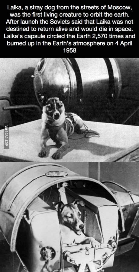 Laika The First Dog Astronaut Weird Facts Fun Facts Nasa Laika Dog