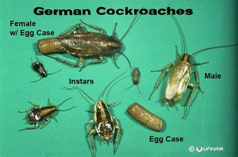 german roach identification in all stages r germanroaches