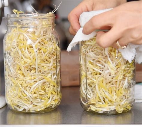 Mung Bean Sprouts Gourmet Vegetarian Kitchen