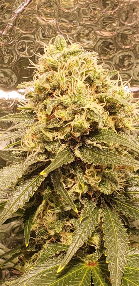 Jun 20, 2019 · whether in person at the funeral, or in a condolence note sent with flowers, the best advice for what what to say when someone dies — keep it simple and speak from the heart. Week 7 flower white widow pictures | Grasscity Forums ...