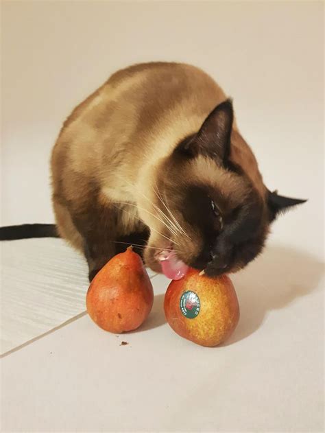 Are blueberries ok for cats? Does your cat also like to eat fruits? Especially apples ...