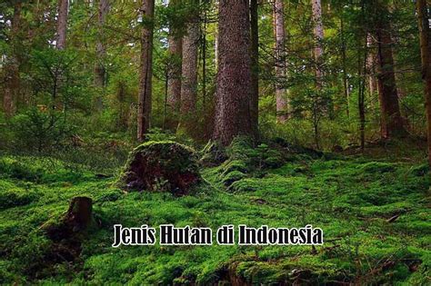 Beberapa Jenis Hutan Di Indonesia Dan Ciri Cirinya Kumau Info