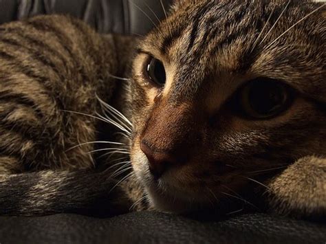 Pernahkah kucing peliharaanmu mengalami mata berair? Cara Mengobati Mata Kucing Yang Merah Dan Berair - Terkait ...
