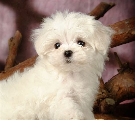 White Maltese Puppy Dogs Maltese Dogs Teacup Puppies