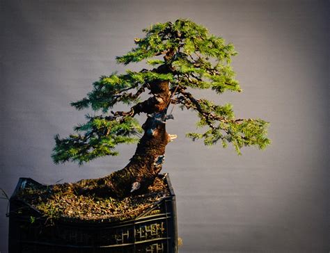 You'll receive email and feed. Bonsai - Living Art: Spruce yamadori progress story