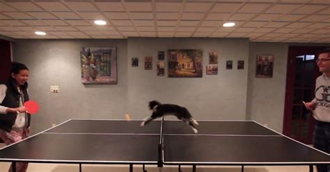 Cat Joins Ping Pong Game Wins By Default The Dodo