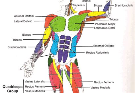 Musclular System Labeled Back Muscular System Gcse Pe Pinterest