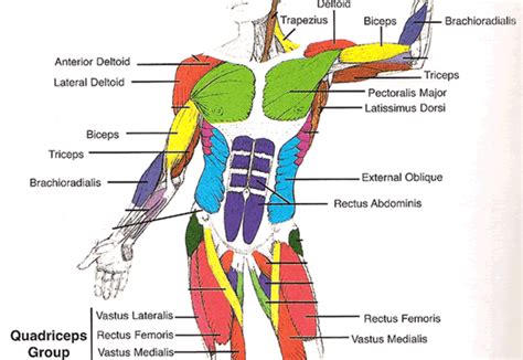 Musclular System Labeled Back / Muscular system | GCSE PE | Pinterest