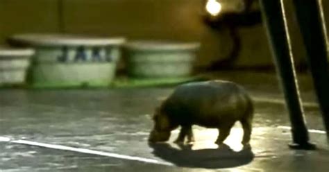 Why An Old Commercial For A House Hippo Still Fascinates Canadians Today