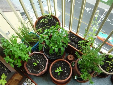 Container Gardening 101 A Beginners Guide Dre Campbell Farm