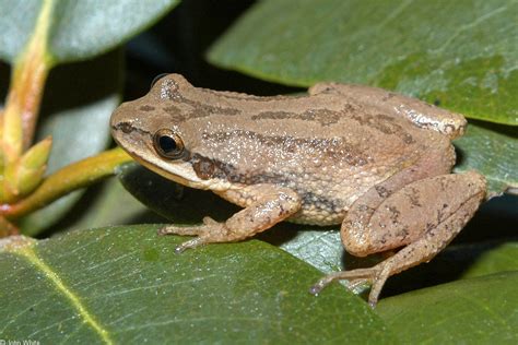 Missouri Frogs Flashcards