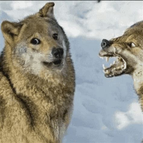 Majestic wolves in the wild, close ups of fierce jaw snapping wolf fangs, beautiful white wolves animated gifs and cute world puppies pictures. Ugandan WOLF Meme GIF - UgandanWOLF Meme ...