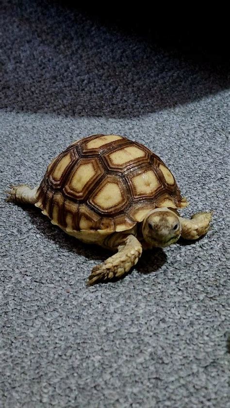 Baby Tortoise Sulcata Stock Photo Image Of Tortoise 261618266