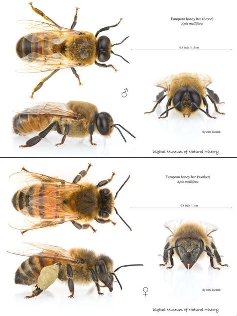 Worker Honey Bee